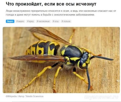 Что будет если исчезнут осы?