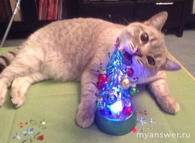 Почему коты так любят есть мишуру?