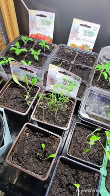 Что можно сказать о выращивании микрозелени?