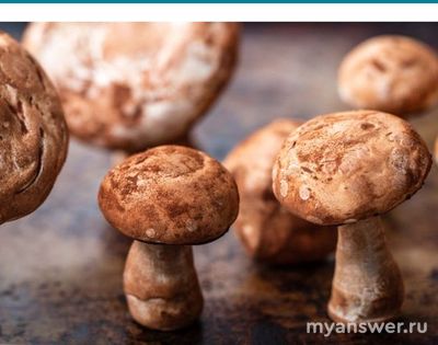 Может ли быть десерт "Павлова" с белыми грибами?