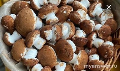 Может ли быть десерт "Павлова" с белыми грибами?