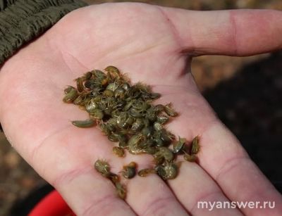 Кого можно посадить красноухой черепахе в качестве пищи?