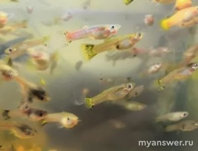 Кого можно посадить красноухой черепахе в качестве пищи?