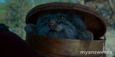 Кот из фильма "По щучьему велению" 2023 года какую породу напоминает?