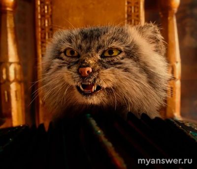 Кот из фильма "По щучьему велению" 2023 года какую породу напоминает?