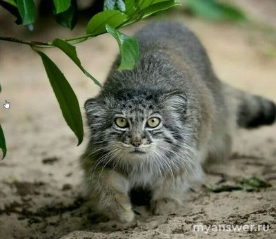 Кот из фильма "По щучьему велению" 2023 года какую породу напоминает?