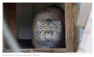 Кот из фильма "По щучьему велению" 2023 года какую породу напоминает?