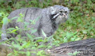 Кот из фильма "По щучьему велению" 2023 года какую породу напоминает?