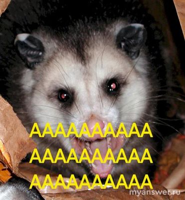 Находите ли вы смешным кричащего опоссума?