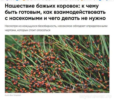 Что будет если исчезнут божьи коровки в природе?