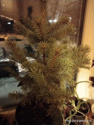 Как отличить ёлку в горшке от ветки ёлки в горшке?