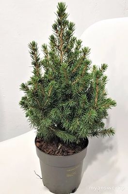 Как отличить ёлку в горшке от ветки ёлки в горшке?