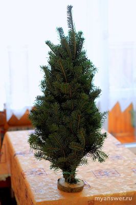 Как отличить ёлку в горшке от ветки ёлки в горшке?