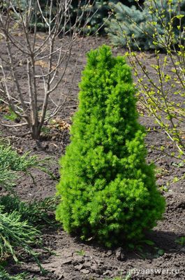 Как отличить ёлку в горшке от ветки ёлки в горшке?