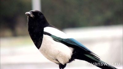 Как решить головоломку с девятью картинками: Тигр, Смелость лётчика...(см)?