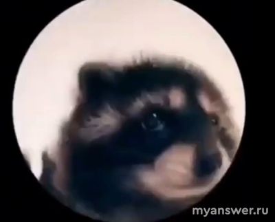 "НеБриллиантовая рука". Что за зверь в руках Лёлика, откуда он взялся?