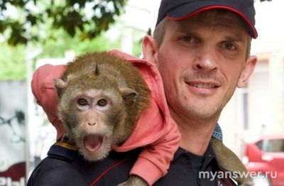 Сериал "Майор и Меймун" (2025). Кто дрессирует обезьянку, откуда она?