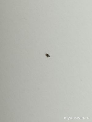 Помогите, пожалуйста, узнать: что за жучки в ванной?