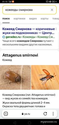 Помогите, пожалуйста, узнать: что за жучки в ванной?