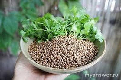 Кориандр - это семена зиры?