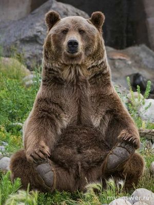 Какие есть русские песни со словом "медведь"? Кто их поёт, о чём они?