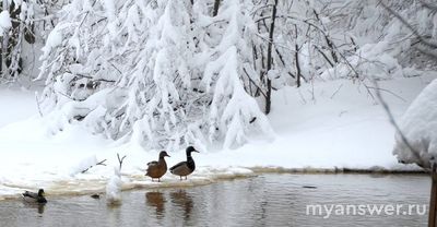 Сколько времени застывает лёд?