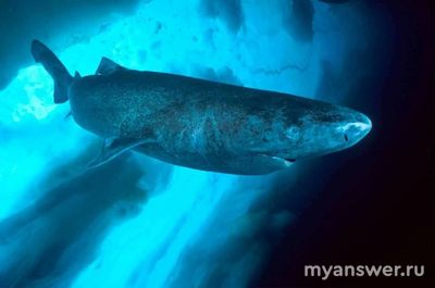 Существуют ли акулы, способные жить более 100 лет? Что о них известно?