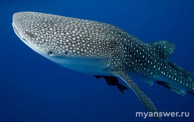 Существуют ли акулы, способные жить более 100 лет? Что о них известно?