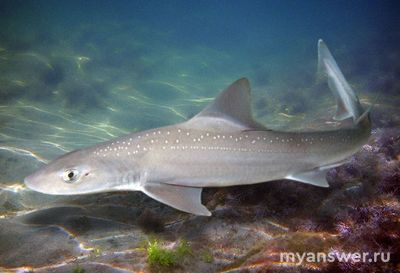 Существуют ли акулы, способные жить более 100 лет? Что о них известно?