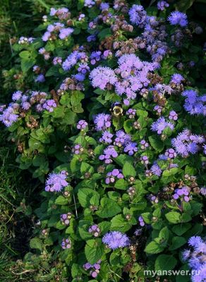 Название этого растения означает нестареющий, вечно молодой. Что это?