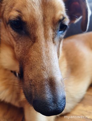 Могут ли собаки чувствовать, когда человек болеет?