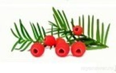 Как установить соответствие между хвойным растением и расположением хвои?