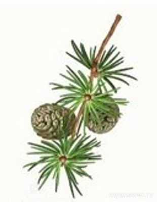 Как установить соответствие между хвойным растением и расположением хвои?