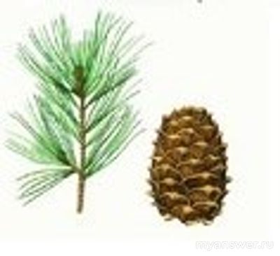 Как установить соответствие между хвойным растением и расположением хвои?