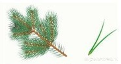 Как установить соответствие между хвойным растением и расположением хвои?