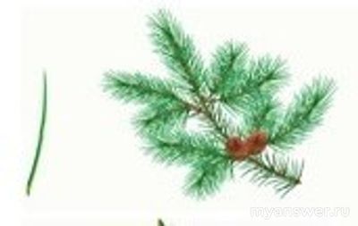 Как установить соответствие между хвойным растением и расположением хвои?