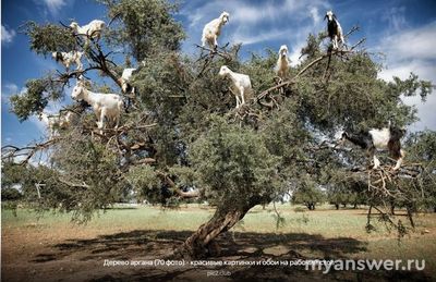 Аргановое масло в какой стране добывают?