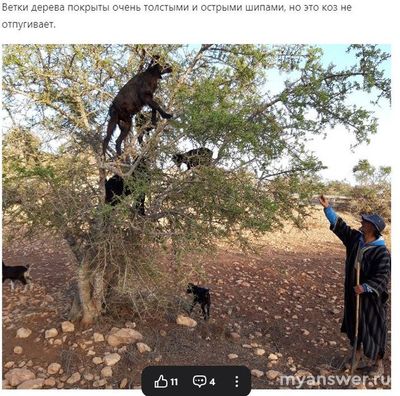 Аргановое масло в какой стране добывают?