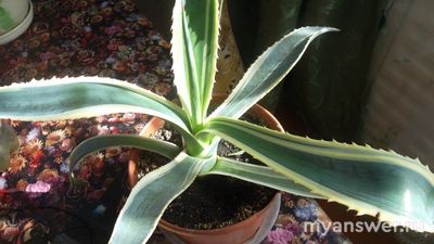 Вырастить агаву на подоконнике реально?