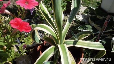 Вырастить агаву на подоконнике реально?