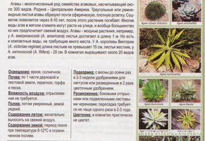 Вырастить агаву на подоконнике реально?