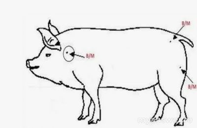 Как поставить укол свинье?