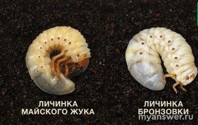 Почему бронзовка живет только на пионах?