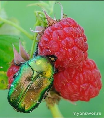 Почему бронзовка живет только на пионах?