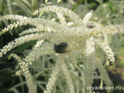 Почему бронзовка живет только на пионах?