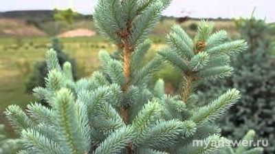 Как в старину на севере России называли выросшую за год верхушку ели?