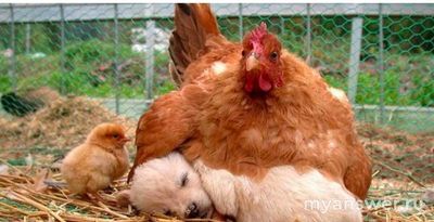 Как в старину крестьяне называли цыпленка, которого курица высиживала?