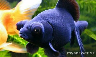 Какое слово (4 буквы) соответствует этим пяти картинкам (см)?