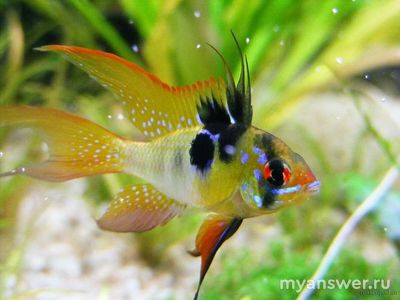 Какое слово (4 буквы) соответствует этим пяти картинкам (см)?