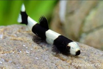 Какое слово (4 буквы) соответствует этим пяти картинкам (см)?